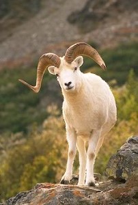 Righteous RAM | Growing in the pattern of Christ the Righteous Ram of God.